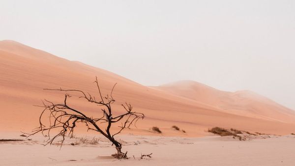 Apenas a guerra de classes pode frear a crise climática e a hipocrisia do “capitalismo verde”